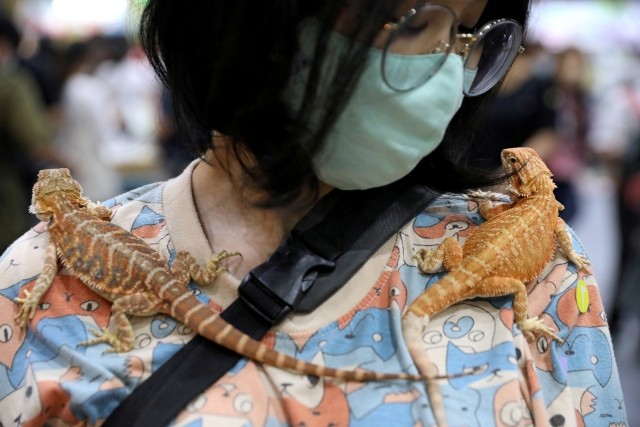 A woman carries two geckos on her shoulders at the Pet Expo Thailand in Bangkok, Thailand, September 6, 2020. REUTERS/Soe Zeya Tun TPX IMAGES OF THE DAY